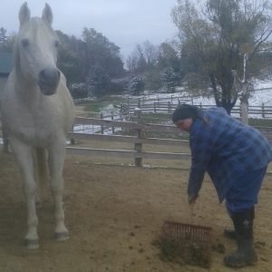 Ande scooping horse poop in the paddocks while a white horse (Legacy) supervises