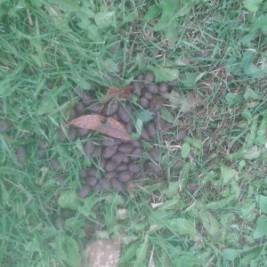 pile of animal droppings in the grass